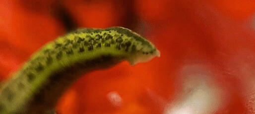 A leech standing up in a red background. Its cute little eyes can be seen.